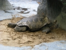 IMG_0266 галапагосская черепаха