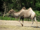 IMG_0275 двугорбый верблюд